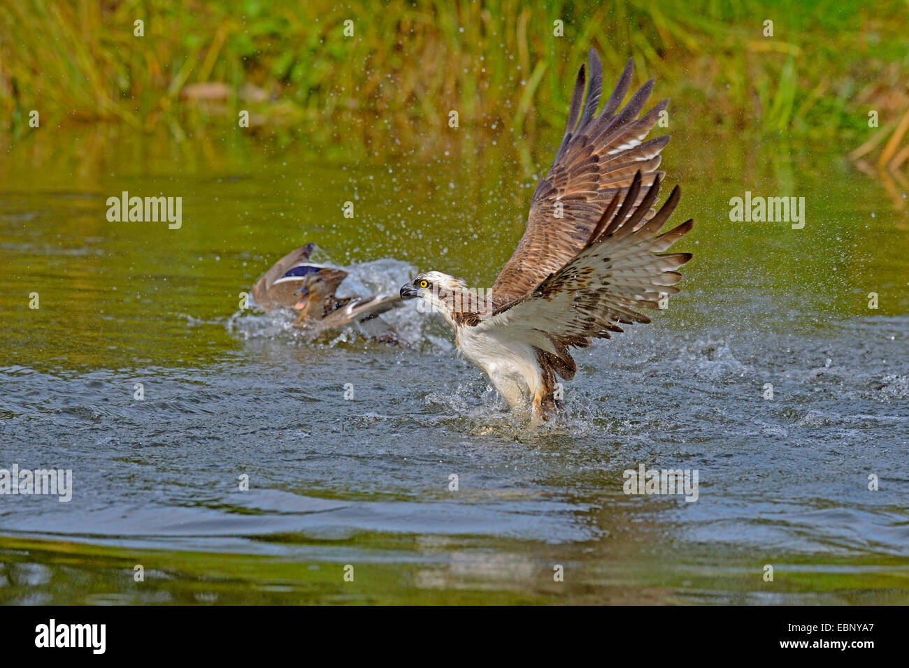 Osprey, le poisson hawk (Pandion haliaetus), un aigle, décoller de l'eau avec les proies est attaqué par un canard colvert, Finlande Banque D'Images
