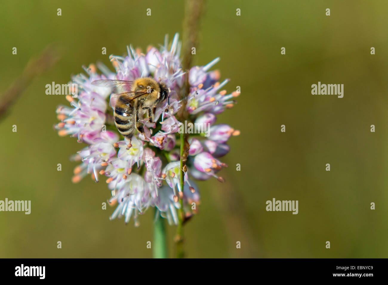 Abeille, ruche abeille (Apis mellifera mellifera), sur la floraison , Allemagne, Bavière Banque D'Images