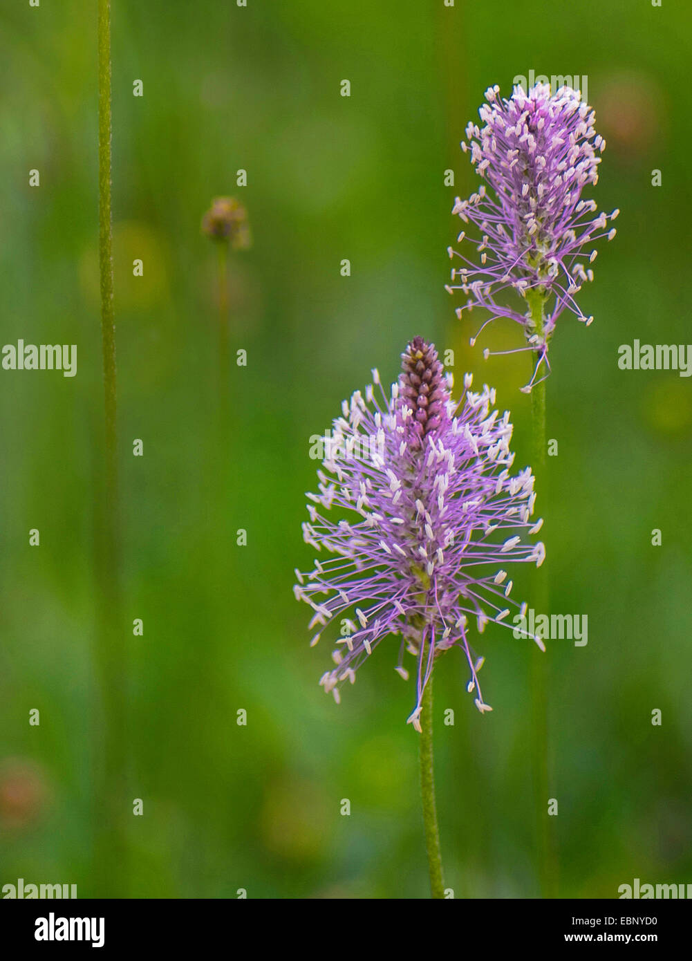 Hoary plantain (Plantago media), deux inflorescences, Allemagne, Bavière, Oberbayern, Haute-Bavière Banque D'Images