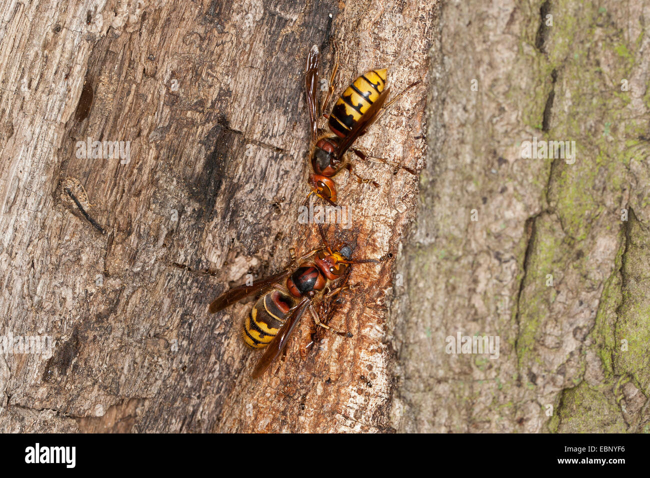 Hornet, brown, hornet hornet Européen (Vespa crabro), deux hornets de lécher le jus de l'arbre blessé à un tronc de chêne, Allemagne Banque D'Images