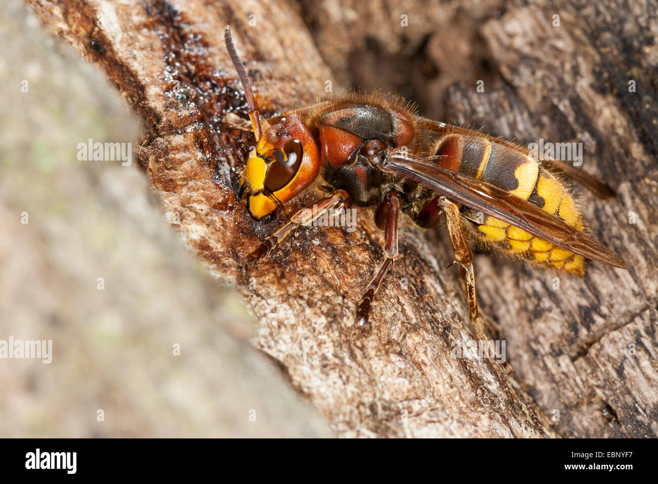 Hornet, brown, hornet hornet Européen (Vespa crabro), léchant le jus d'arbre à un tronc de chêne blessé, Allemagne Banque D'Images