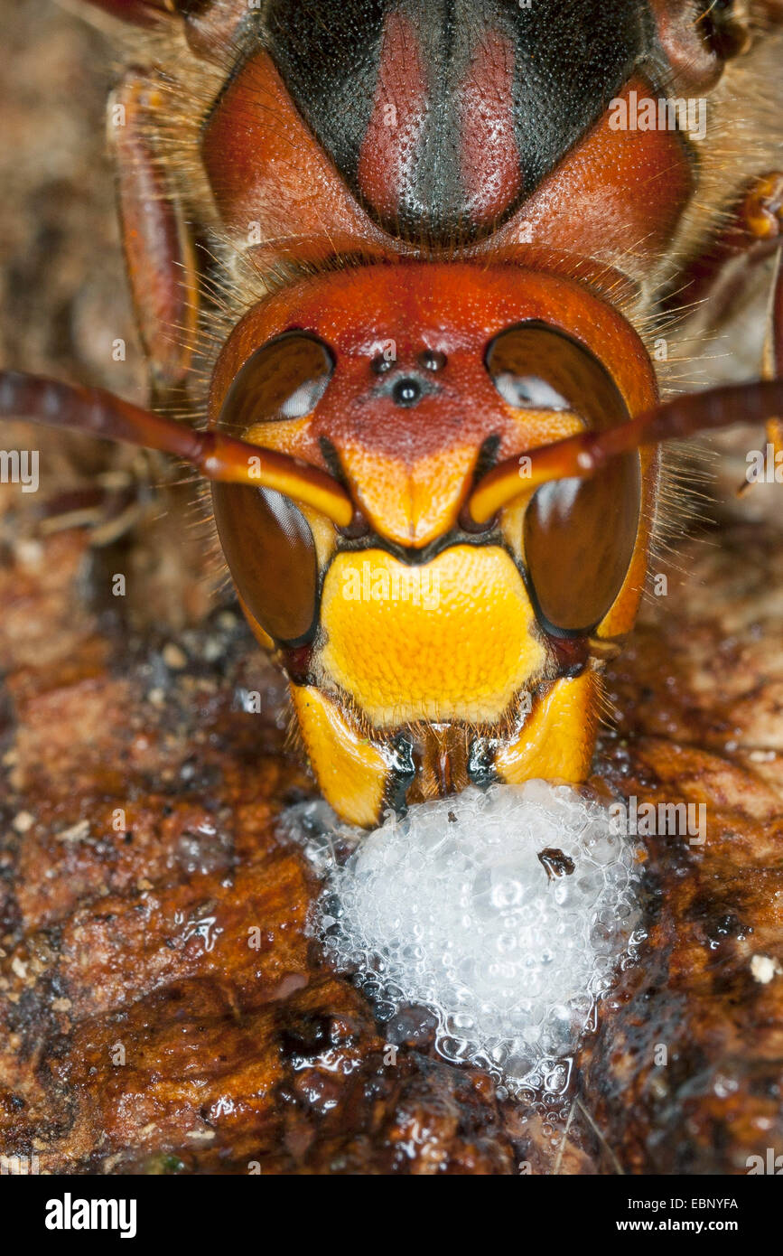 Hornet, brown, hornet hornet Européen (Vespa crabro), léchant le jus d'arbre à un tronc de chêne blessé, portrait, Allemagne Banque D'Images