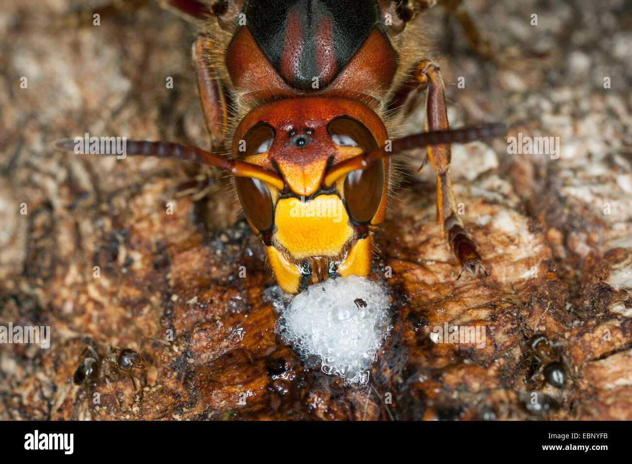 Hornet, brown, hornet hornet Européen (Vespa crabro), léchant le jus d'arbre à un tronc de chêne blessé, portrait, Allemagne Banque D'Images