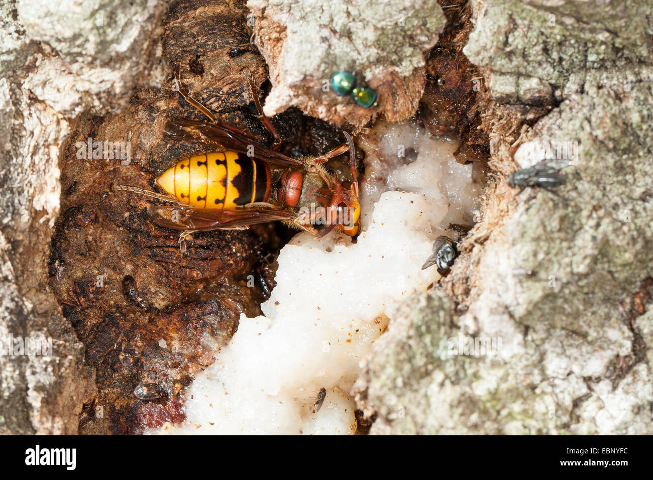 Hornet, brown, hornet hornet Européen (Vespa crabro), léchant le jus d'arbre à un tronc de chêne blessé, Allemagne Banque D'Images