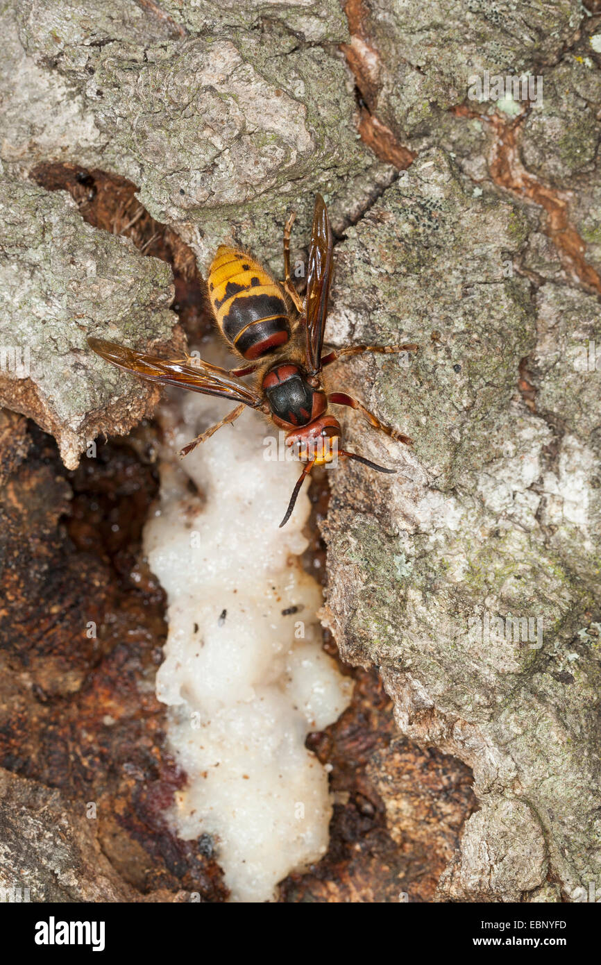 Hornet, brown, hornet hornet Européen (Vespa crabro), le léchage tree juive à un tronc de chêne blessé, Allemagne Banque D'Images