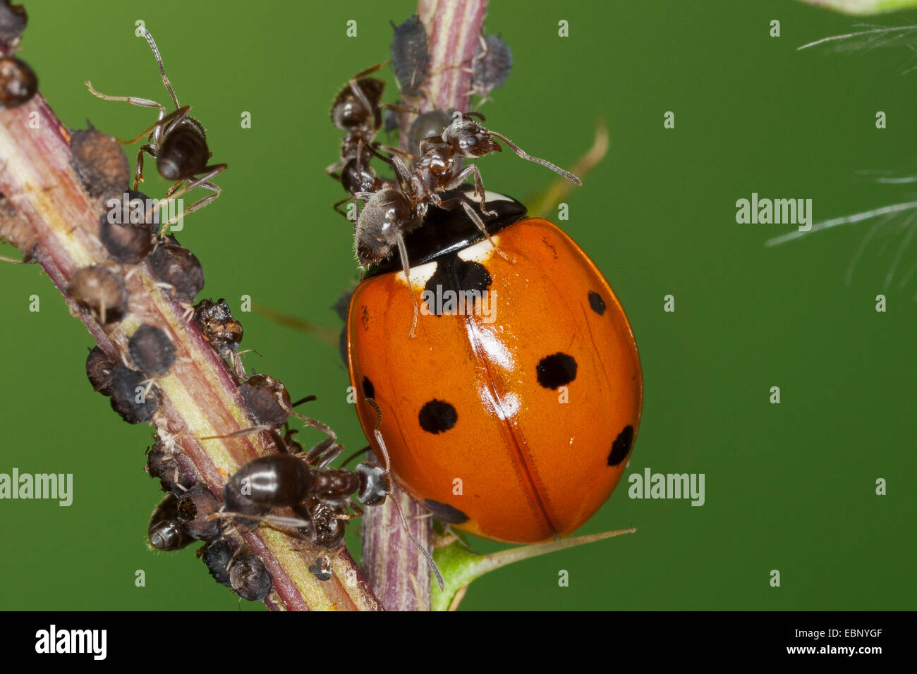 7-spot ladybird, ladybird, sevenspot 7-spot coccinelle (Coccinella septempunctata), alimentation ladybird greenflies défendu par une fourmi, Allemagne Banque D'Images