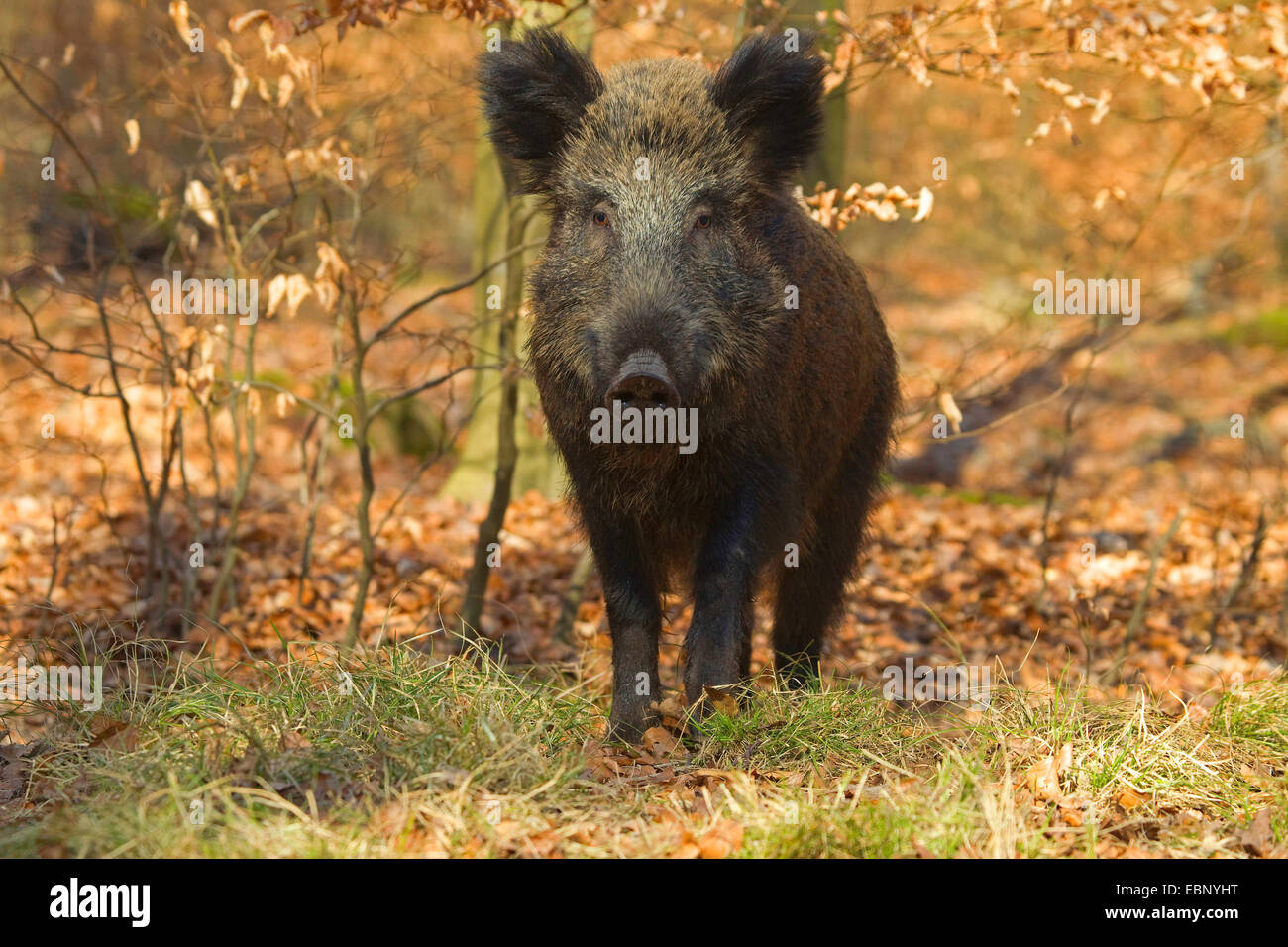 Le sanglier, le porc, le sanglier (Sus scrofa), wild sow debout sur le sol de la forêt, de l'Allemagne Banque D'Images