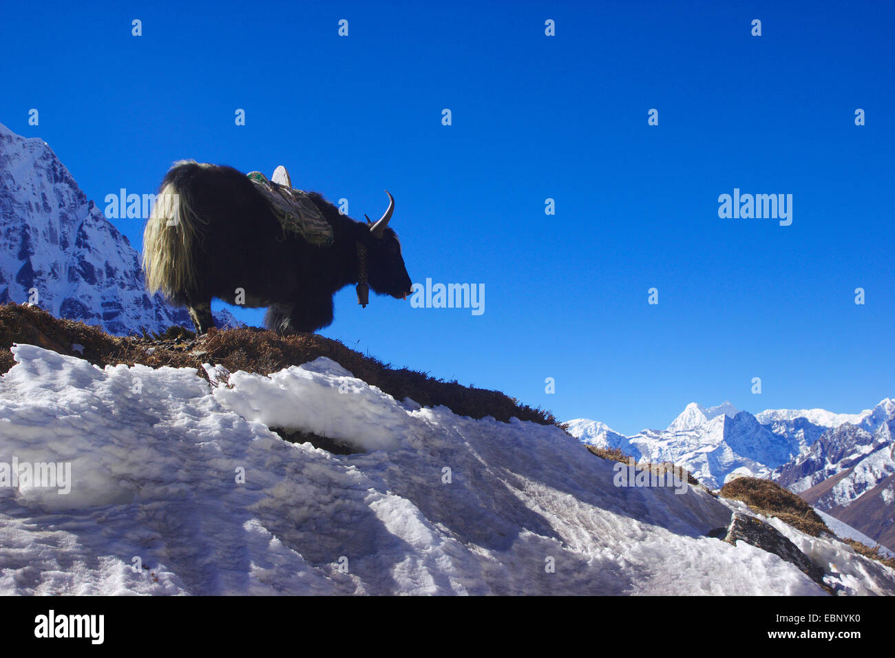 (Bos grunniens yack, Bos mutus), dans des paysages de montagne, Népal, Himalaya, Khumbu Himal, Chhukhung Banque D'Images