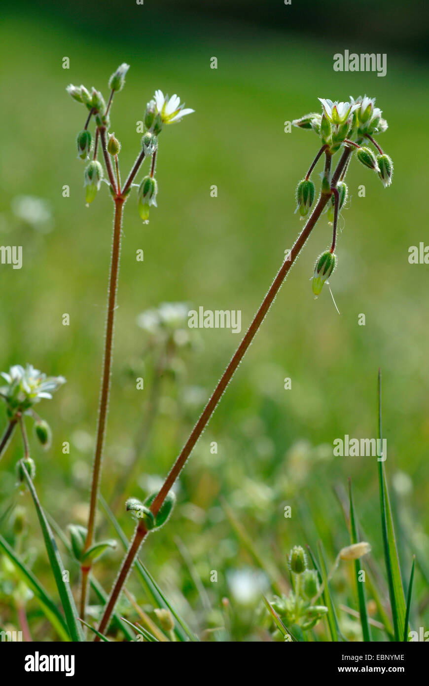 Holosteum umbellatum irrégulières (mouron des oiseaux), la floraison, Allemagne Banque D'Images