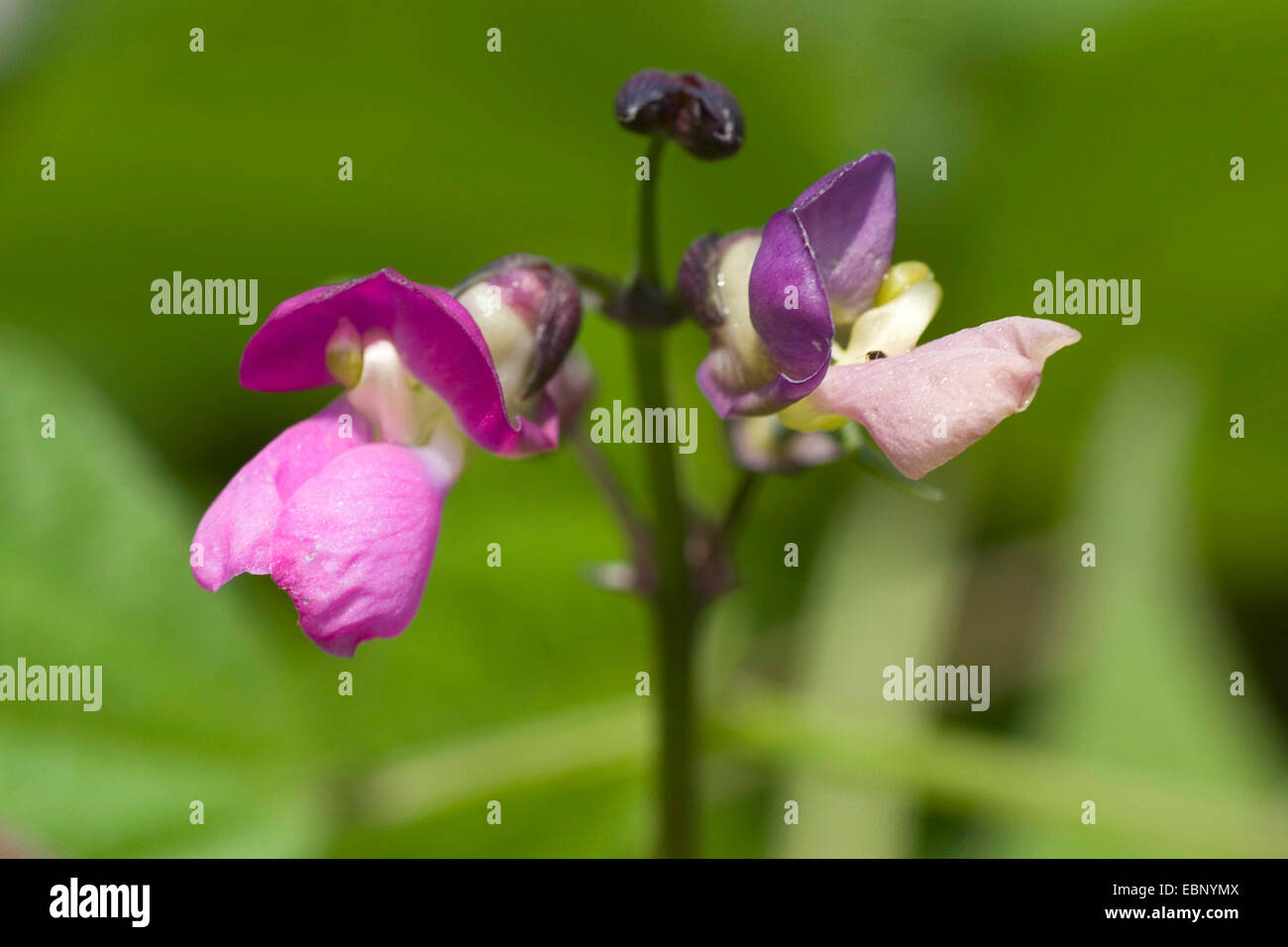 Pole haricot (Phaseolus vulgaris var. vulgaris), fleurs Banque D'Images