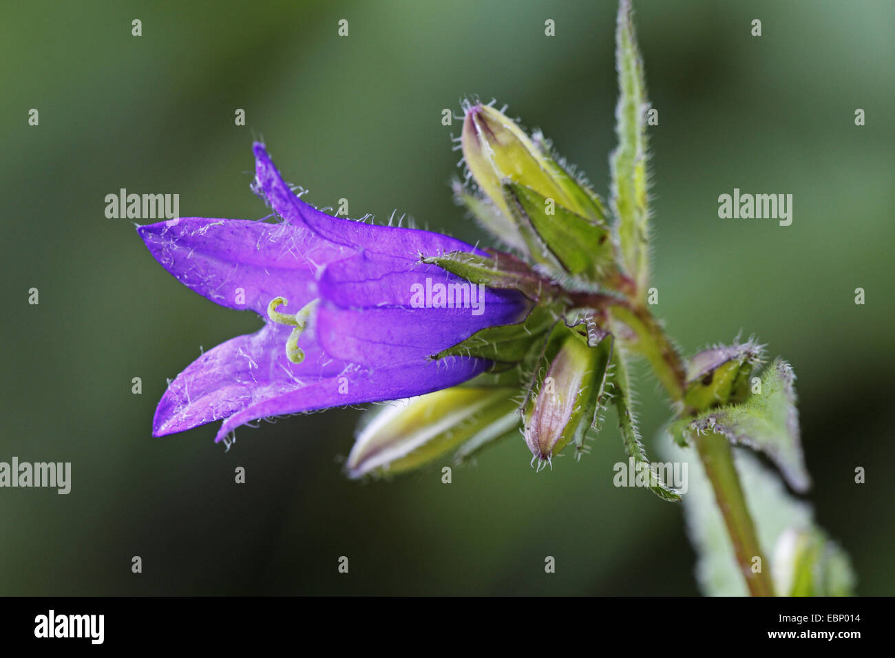 Les chauves-souris dans le beffroi, la campanule à feuilles d'ortie (campanula trachelium), fleur, Allemagne, Bade-Wurtemberg, Tauchenweiler Banque D'Images