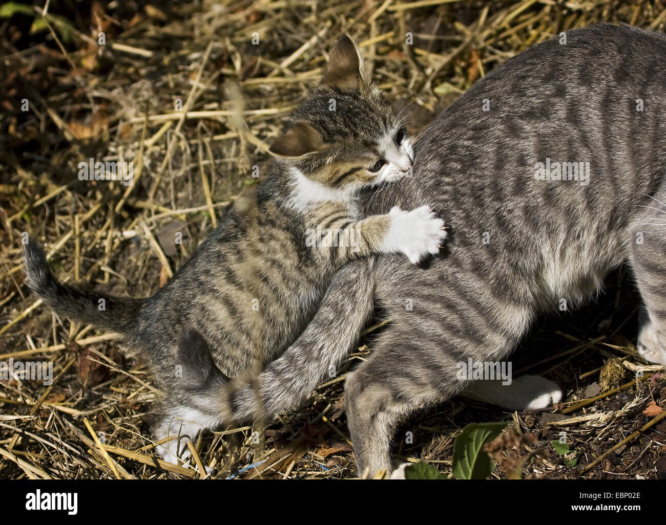 chat-domestique-tabby-brun-europ-en-banque-de-photographies-et-d-images