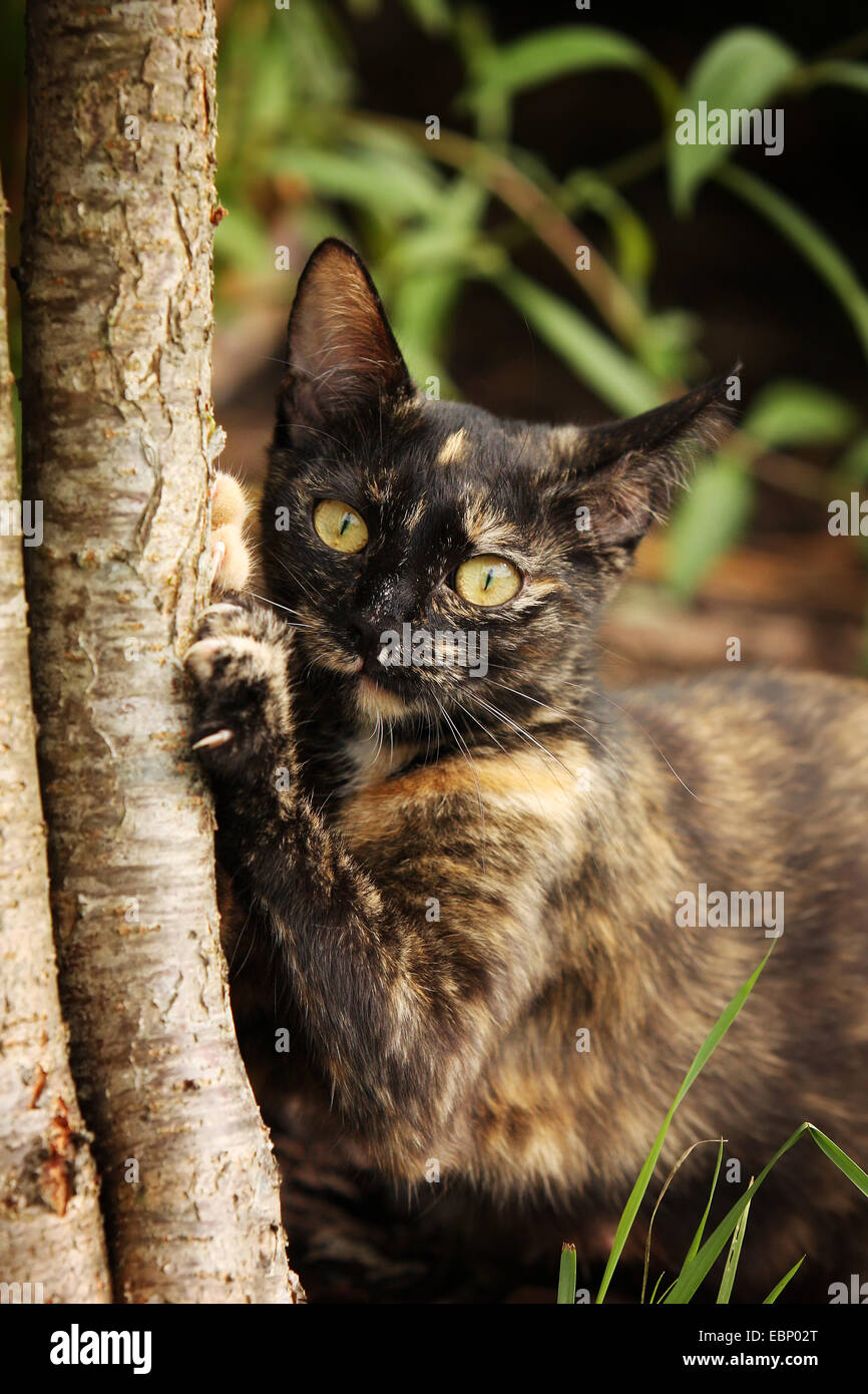 Chat domestique, le chat domestique (Felis silvestris catus). f, brun-noir blotched chat griffes d'affûtage à un tronc d'arbre, de l'Allemagne, Bade-Wurtemberg Banque D'Images