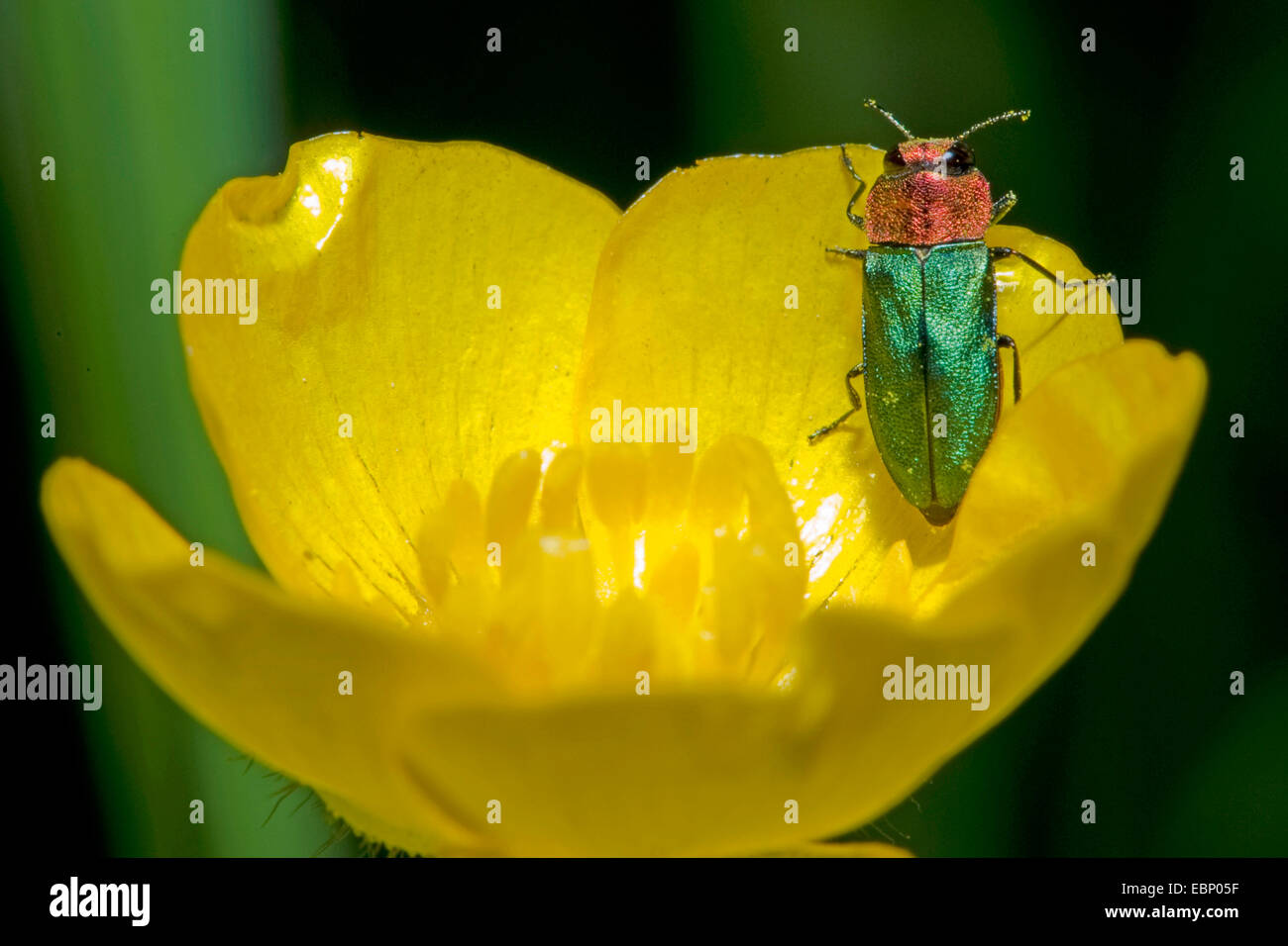 Jewel beetle, coléoptère bois métallique (Anthaxia nitidula), sur une fleur, Allemagne Banque D'Images
