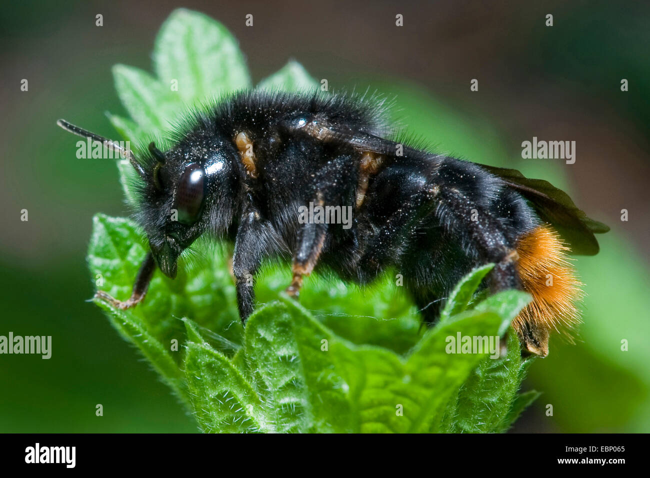 Cuckoo Cuckoo Bee, bourdon (Bombus rupestris, Psithyrus rupestris), sur une feuille, Allemagne Banque D'Images