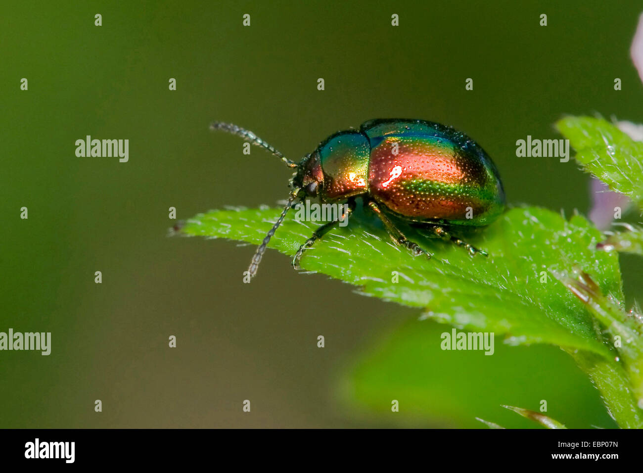 (Dlochrysa Dlochrysa Chrysolina fastuosa, fastuosa), sur une feuille, Allemagne Banque D'Images