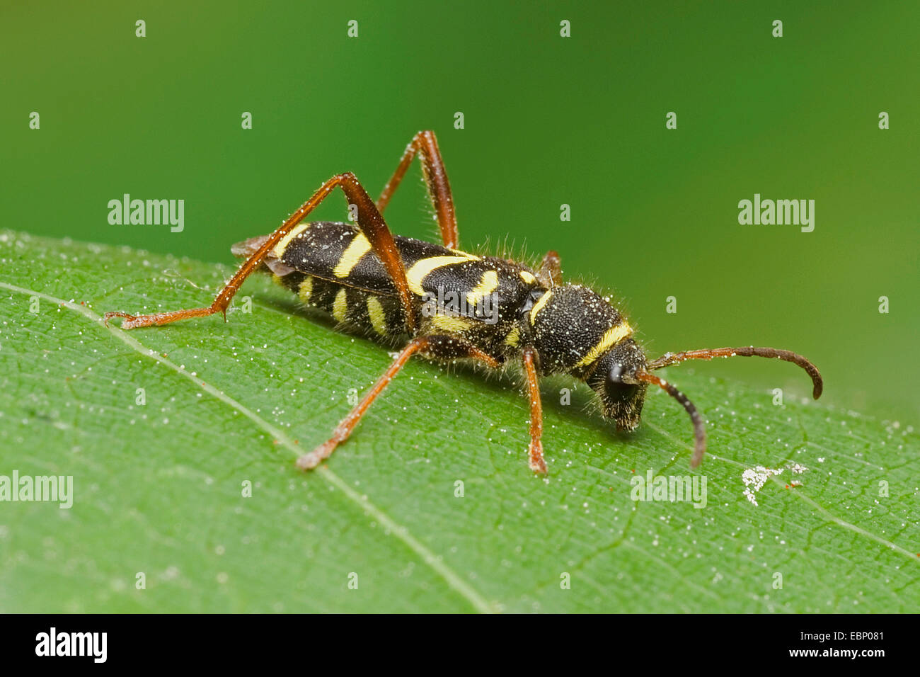 Wasp beetle (Clytus arietis), sur une feuille, Allemagne Banque D'Images