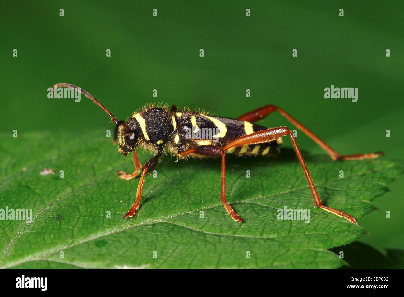 Wasp beetle (Clytus arietis), sur une feuille, Allemagne Banque D'Images