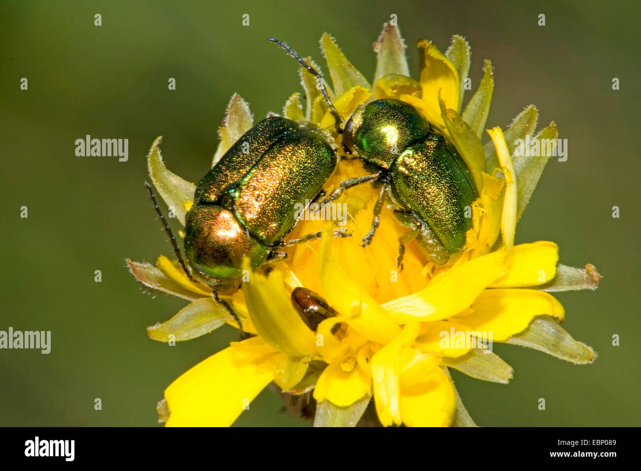 Les criocères cylindrique (Cryptocephalus sericeus), deux chrysomèles cylindrique sur fleur jaune, Allemagne Banque D'Images