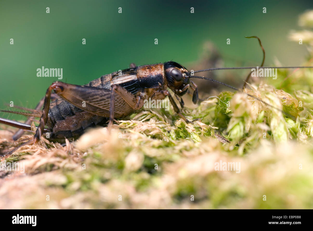 Cricket bois (Nemobius sylvestris), sur la mousse, Allemagne Banque D'Images