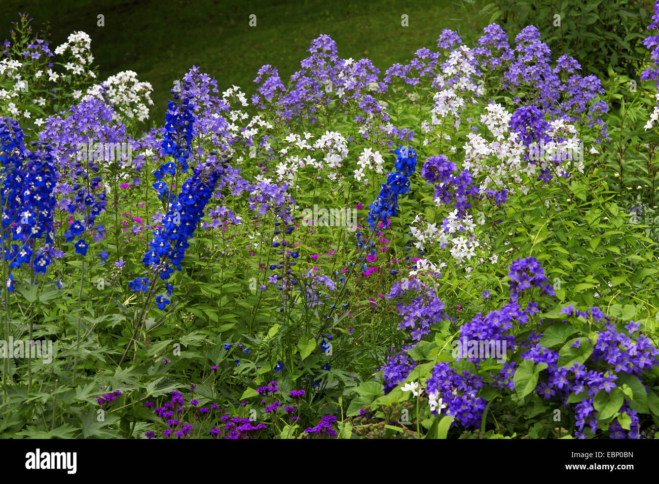 Milky bellflower (Campanula lactiflora), parterre à larkspur Banque D'Images