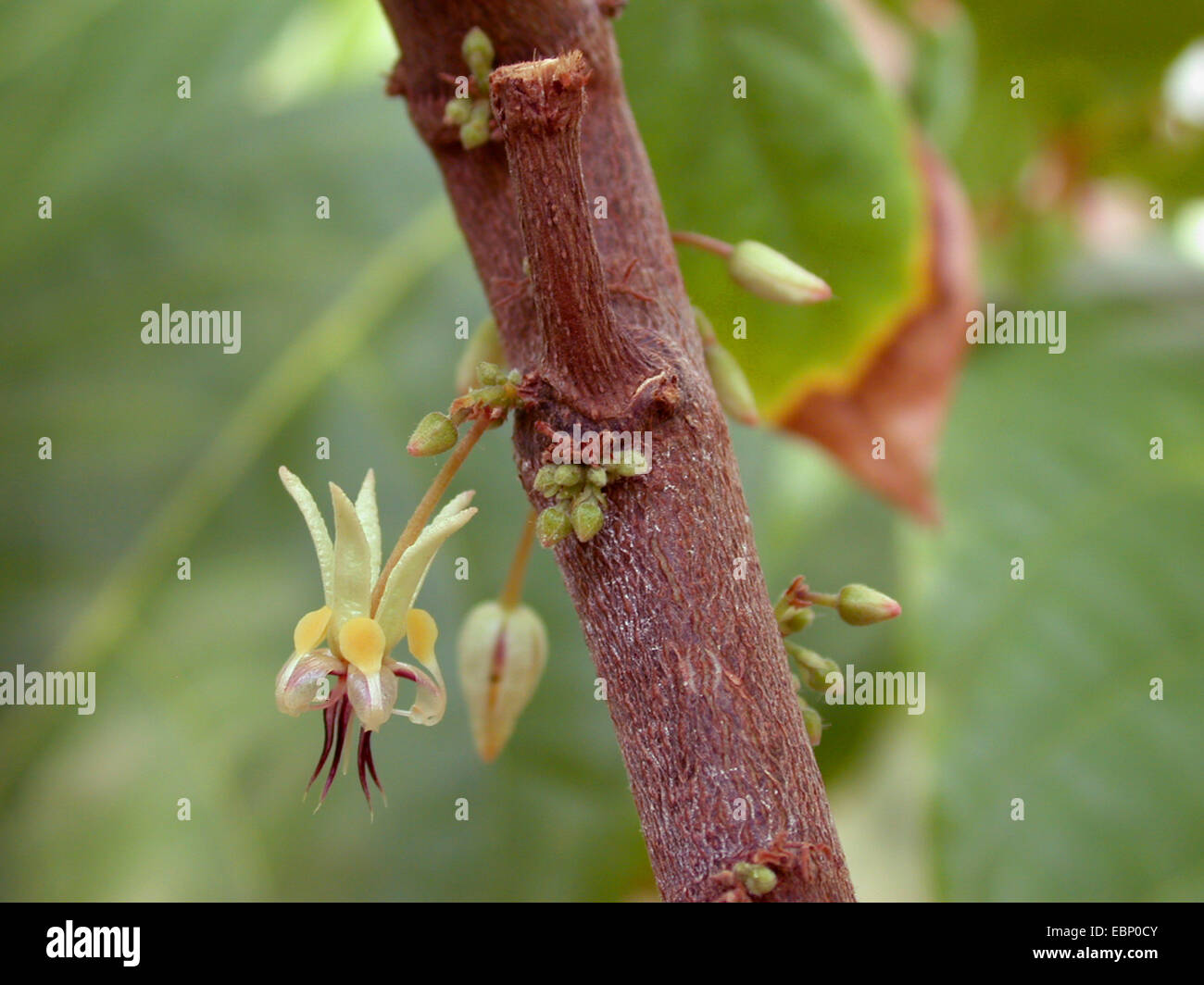 Le chocolat, le cacaoyer (Theobroma cacao), fleur Banque D'Images