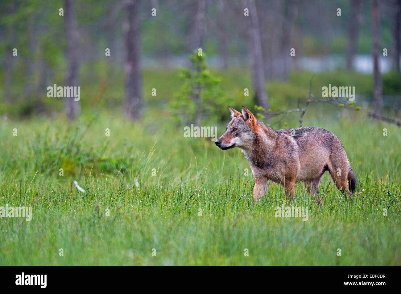 Le loup gris d'Europe (Canis lupus lupus), le loup vivant à l'état sauvage, la Finlande, la Carélie, Suomussalmi Banque D'Images