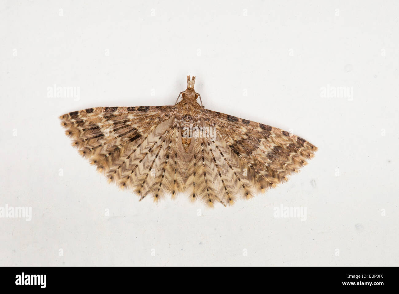 Vingt-plume Moth, vingt plume moth, vingt-papillon à plumes, beaucoup de plumes-moth (Alucita hexadactyla, Alucita hexadactyla polydactyla, Phalaena), aux ailes déployées sur fond blanc, Allemagne Banque D'Images