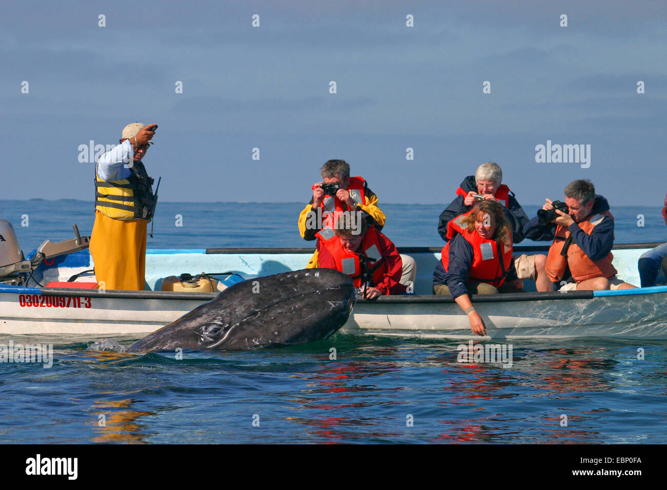 La baleine grise (Eschrichtius robustus, Eschrichtius gibbosus), la baleine grise friedly visiter les observateurs de baleines, Mexique, Basse Californie, San Ignacio Lagoon Banque D'Images