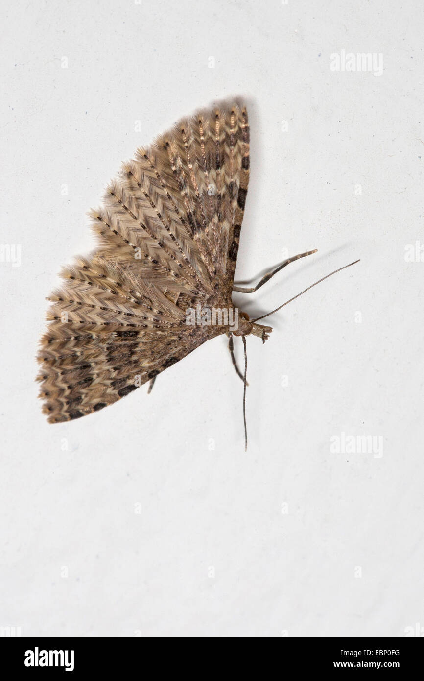 Vingt-plume Moth, vingt plume moth, vingt-papillon à plumes, beaucoup de plumes-moth (Alucita hexadactyla, Alucita hexadactyla polydactyla, Phalaena), aux ailes déployées sur fond blanc, Allemagne Banque D'Images