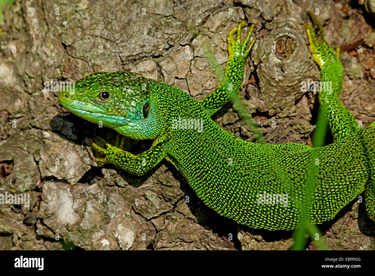 Western Green Lizard, lézard vert (Lacerta bilineata, Lacerta viridis bilineata), homme, Espagne, Katalonia Banque D'Images