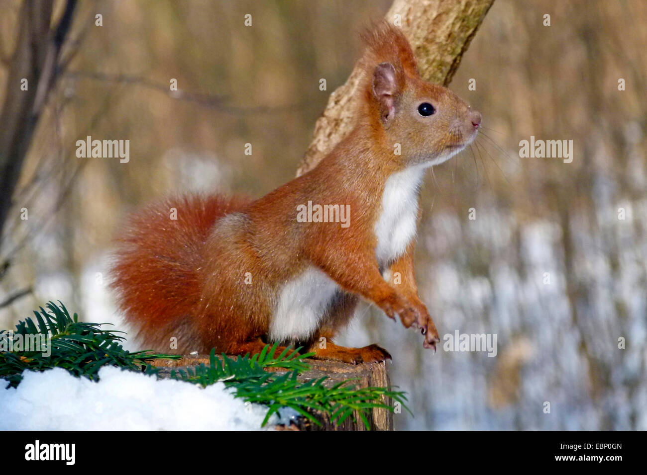 L'écureuil roux européen eurasien, l'écureuil roux (Sciurus vulgaris), sur l'arbre en hiver des chicots, Allemagne Banque D'Images