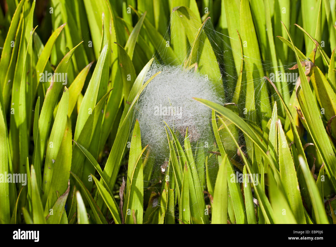 Fimbriate araignée Dolomedes fimbriatus (pêche), de l'araignée araignée pêche fimbriate entre laeves d'eau de l'ananas, Stratiotes aloides, Allemagne Banque D'Images