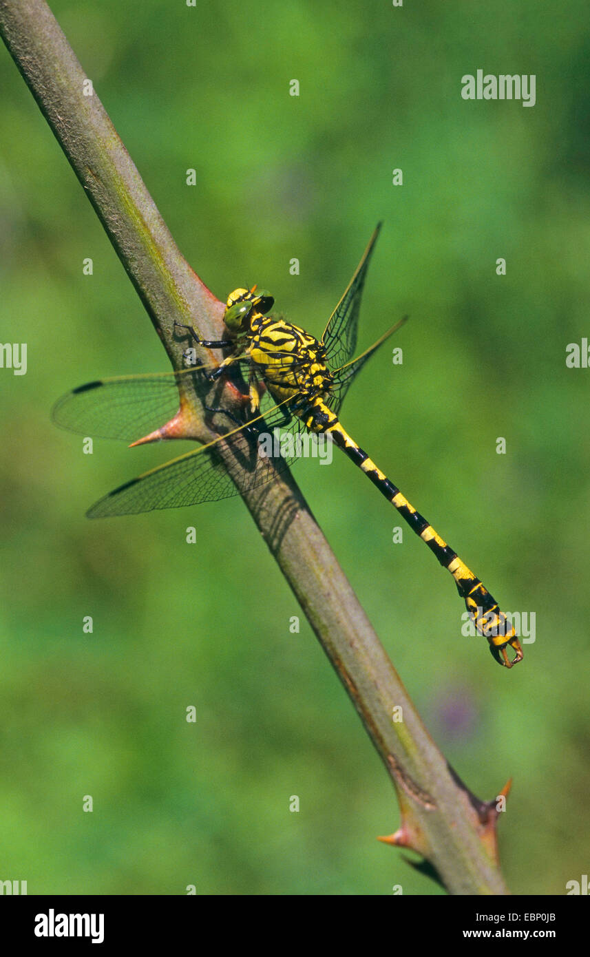 Crochet aux yeux verts-tailed dragonfly, petite Pincertail (Onychogomphus forcipatus), homme, Allemagne Banque D'Images