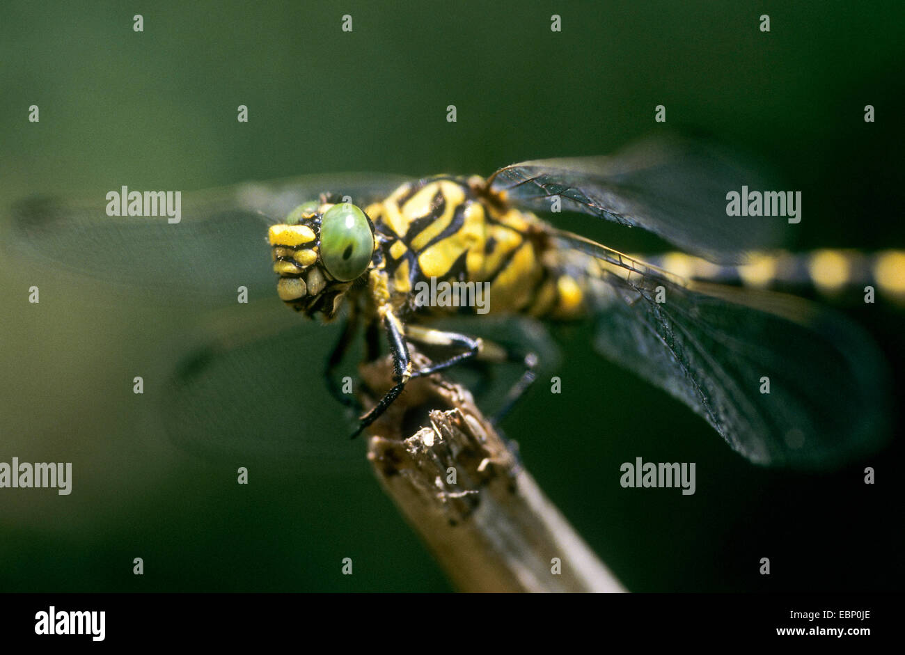 Crochet aux yeux verts-tailed dragonfly, petite Pincertail (Onychogomphus forcipatus), homme, Allemagne Banque D'Images