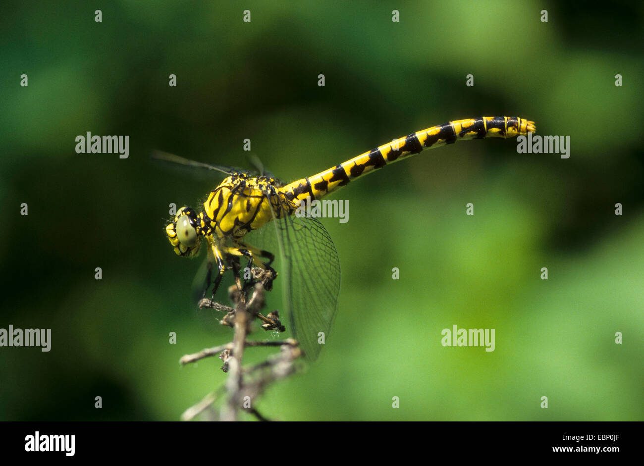 Crochet aux yeux verts-tailed dragonfly, petite Pincertail (Onychogomphus forcipatus), Femme, Allemagne Banque D'Images