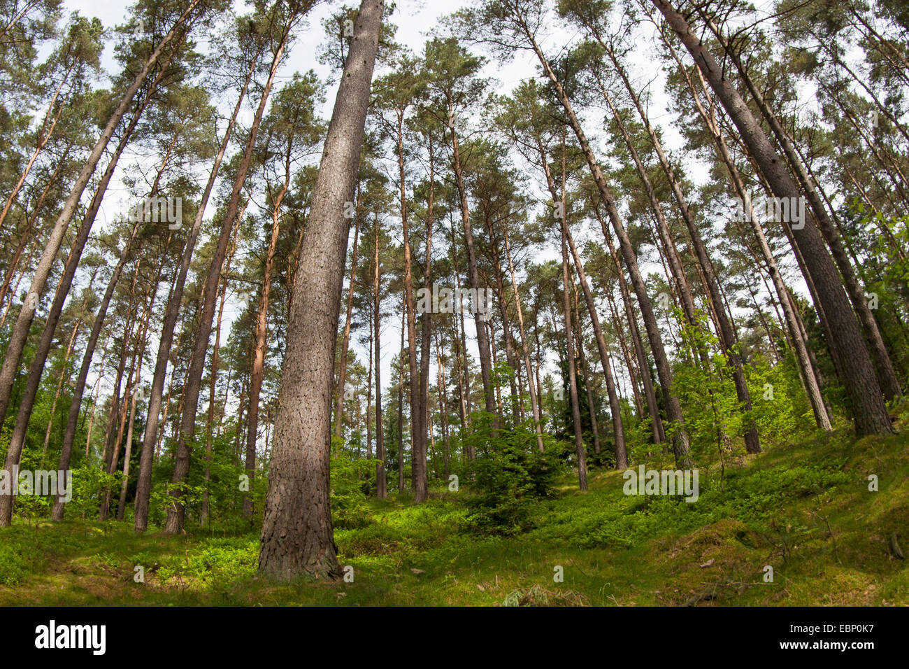Pin sylvestre, le pin sylvestre (Pinus sylvestris), forêt de pins lumineux , Allemagne Banque D'Images