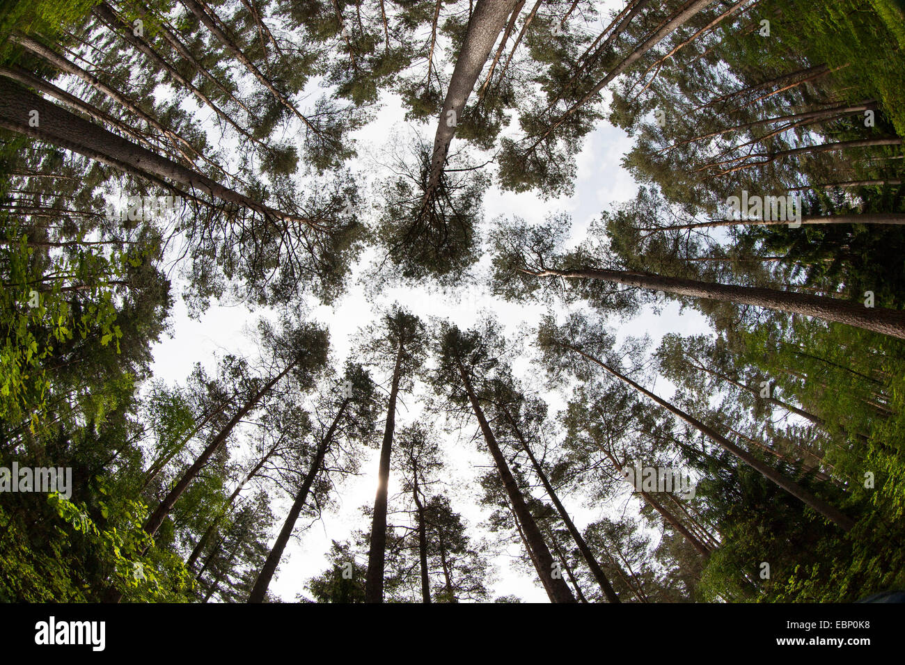 Pin sylvestre, le pin sylvestre (Pinus sylvestris), forêt de pins lumineux, Allemagne Banque D'Images