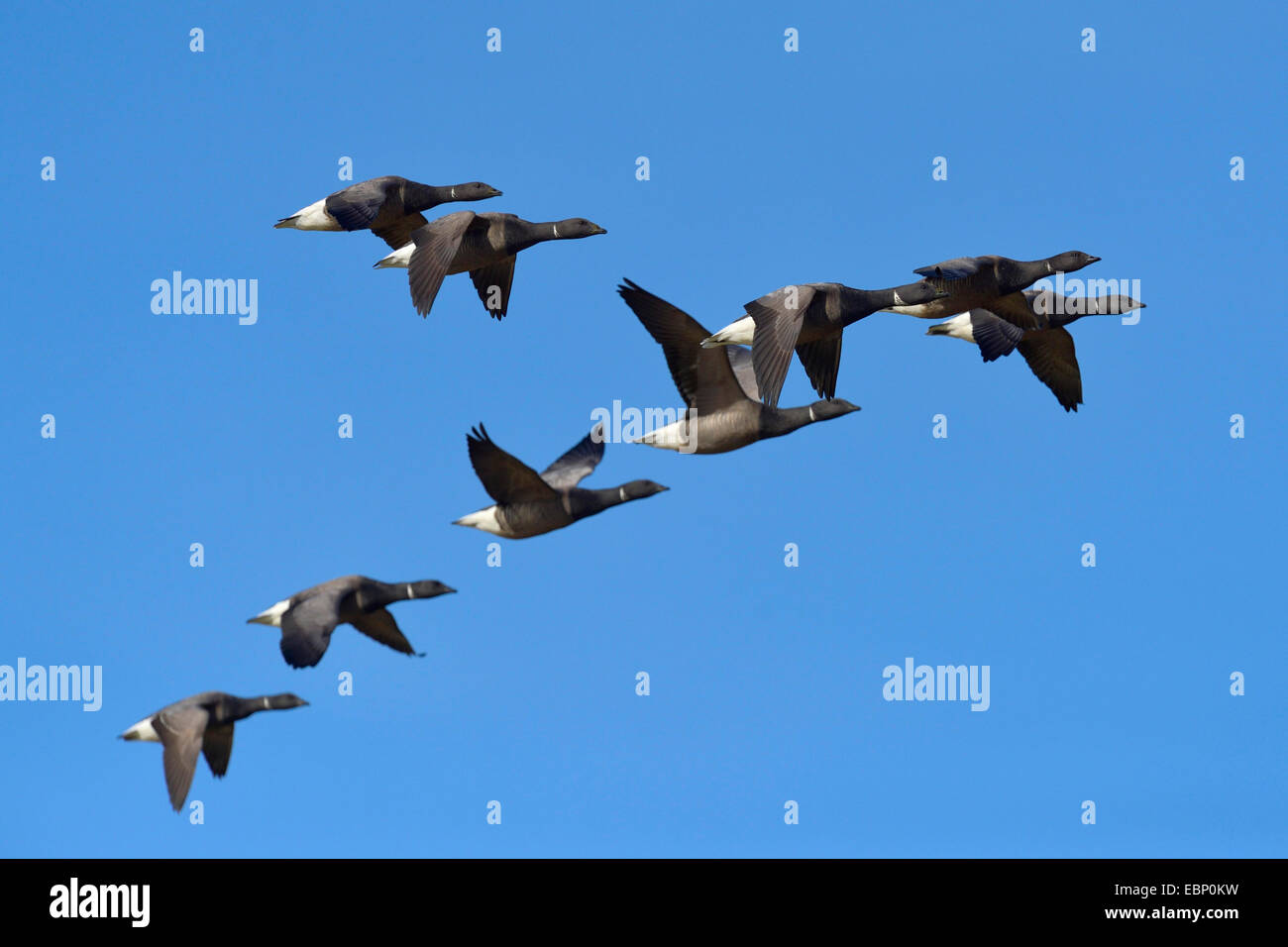 La Bernache cravant (Branta bernicla), flying troop, Pays-Bas Banque D'Images