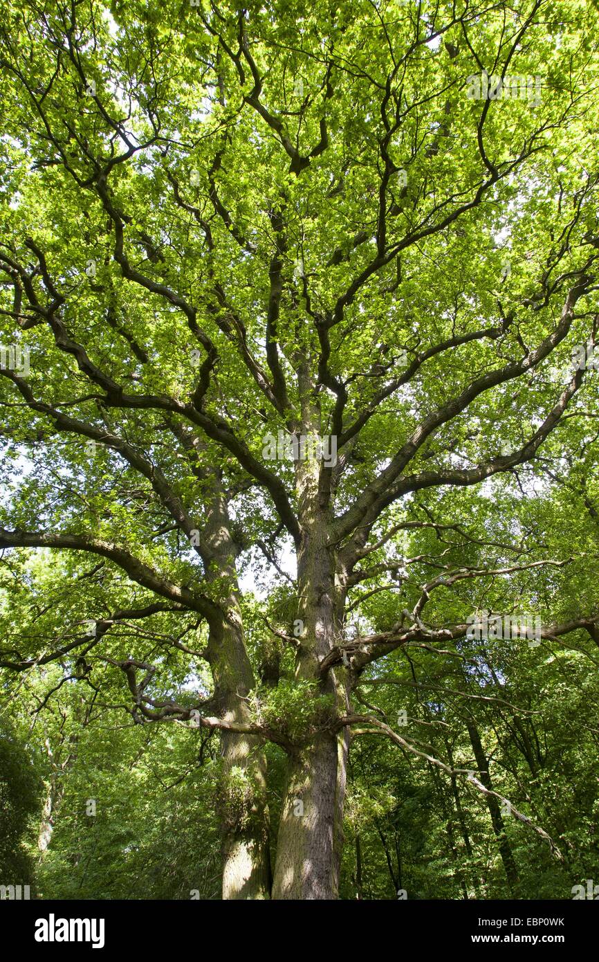 Le chêne commun, le chêne pédonculé, chêne pédonculé (Quercus robur), vue de la couronne d'en bas, Allemagne Banque D'Images