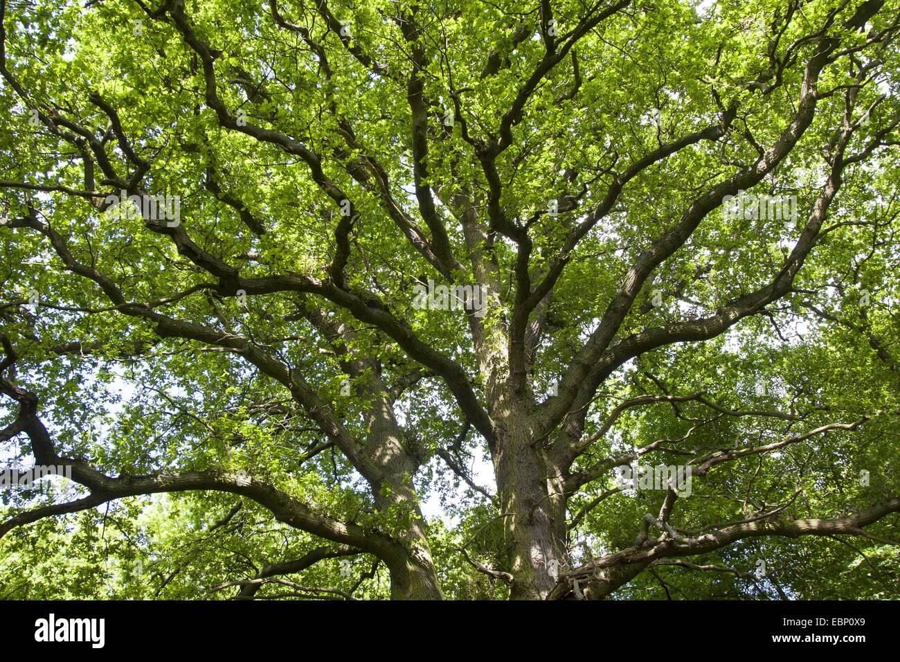 Le chêne commun, le chêne pédonculé, chêne pédonculé (Quercus robur), vue de la couronne d'en bas, Allemagne Banque D'Images