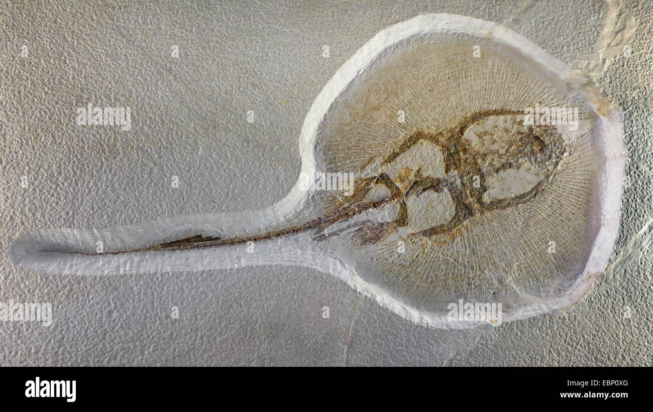 Ray (Xiphtotrygus acutidens), d'un fossile de raies, Paléogène 55-35 millions d'années, l'emplacement USA, USA Banque D'Images