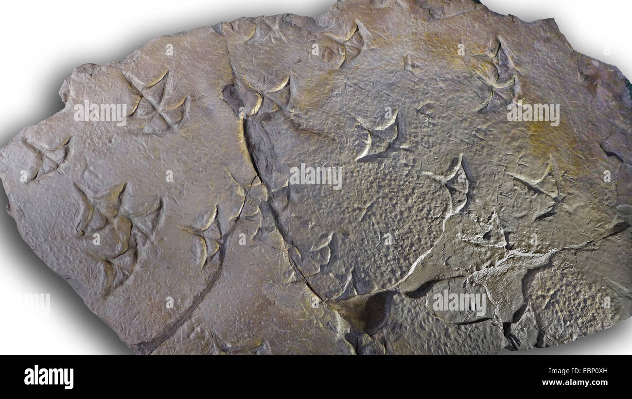 Empreinte écologique de flamingo-comme des oiseaux à partir de 35-25 millions d'années (Paléogène), l'emplacement de l'Espagne Banque D'Images
