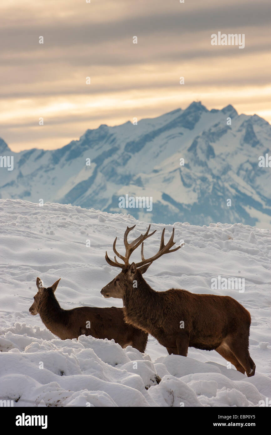 Red Deer (Cervus elaphus), couple de cerfs rouges debout dans la neige en face d'une montagne, l'Autriche, le Vorarlberg, Bregenz Banque D'Images