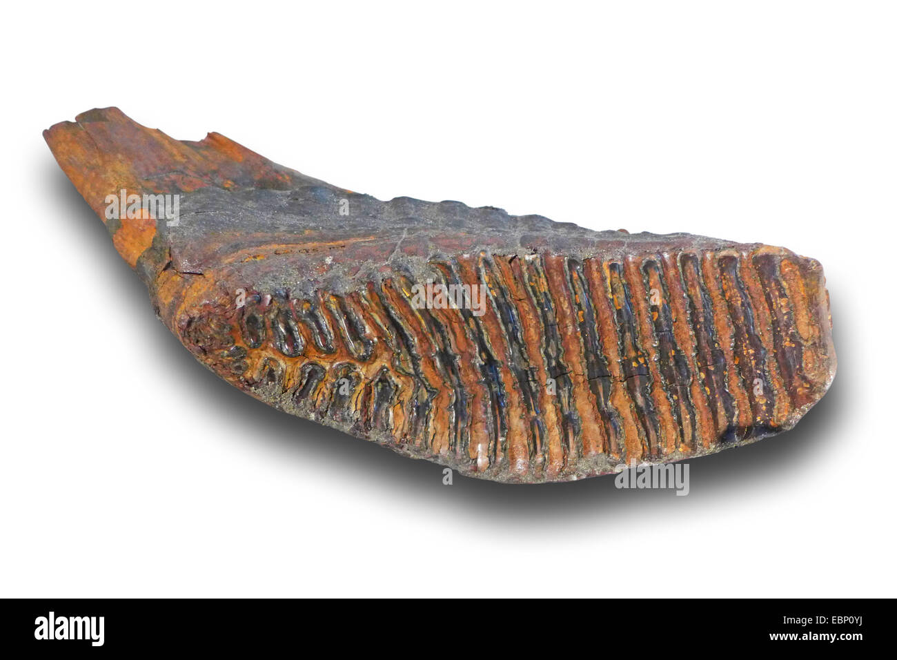 Le mammouth laineux (Mammuthus primigenius), d'une molaire mammuth laineux (quaternaires 100.000-10.000 ans), localité : Pays-Bas Banque D'Images