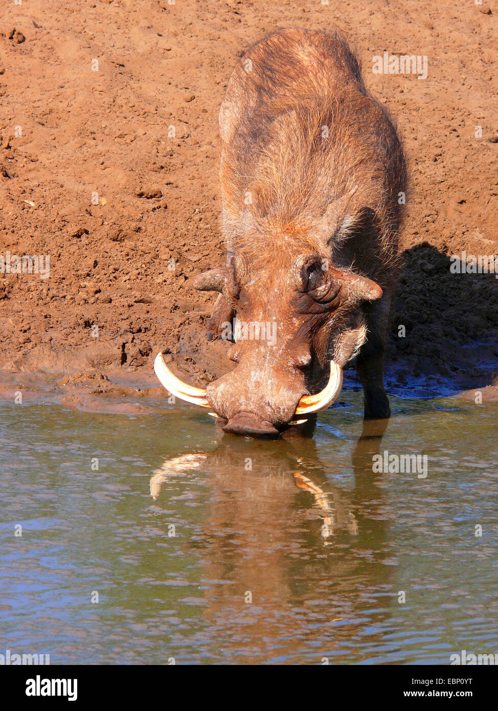 Cape phacochère phacochère, somali, désert phacochère (Phacochoerus aethiopicus), à l'eau potable tusker, Afrique du Sud, Mkuze Game Reserve Banque D'Images