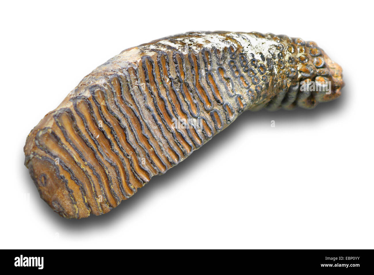 Le mammouth laineux (Mammuthus primigenius), d'une molaire mammuth laineux à partir de la fin du pléistocène (50.000 ans), la localité : Mer du Nord Banque D'Images