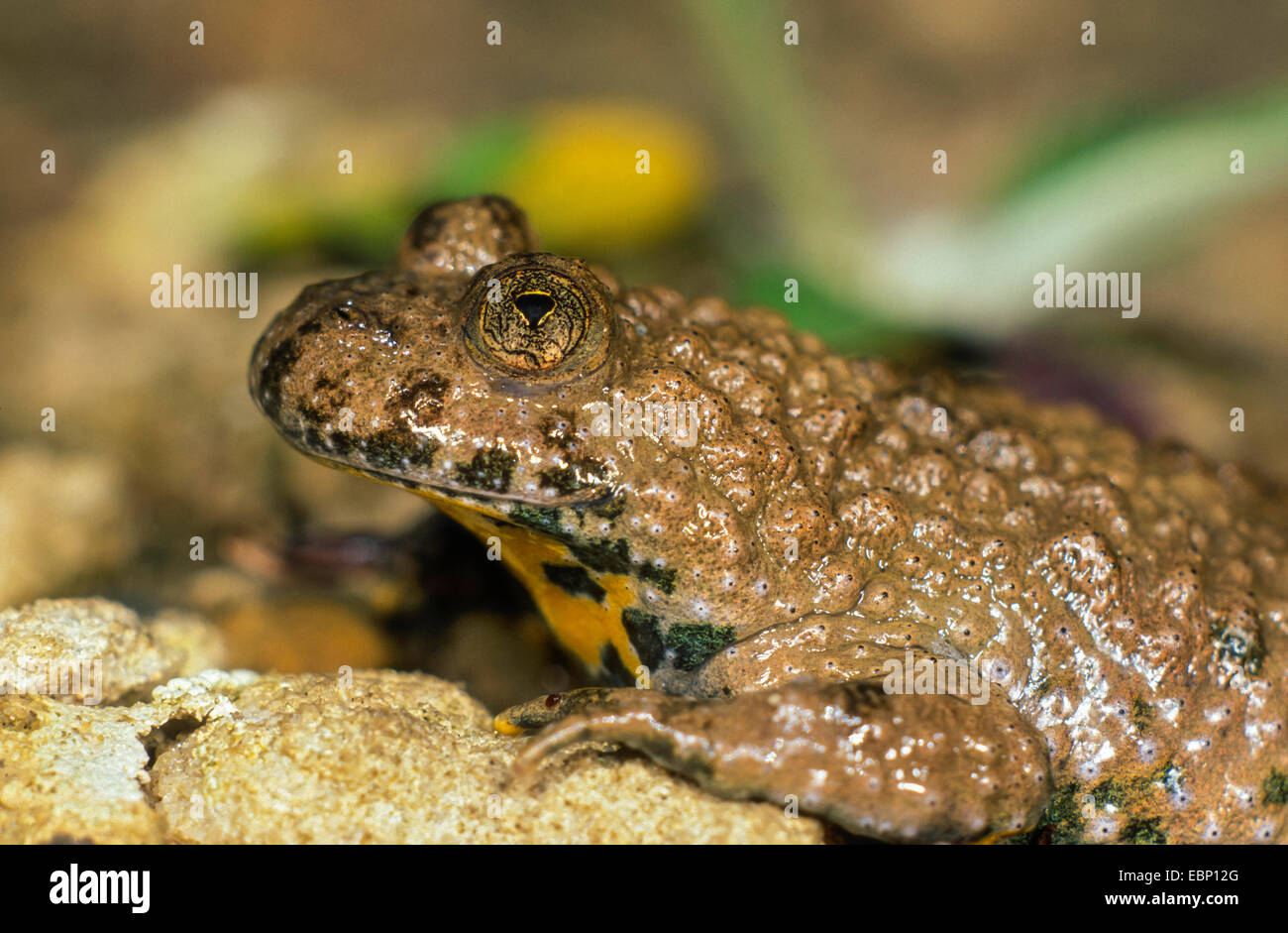 Crapaud à ventre jaune, crapaud yellowbelly, fire-toad (Bombina variegata), portrait , Allemagne Banque D'Images