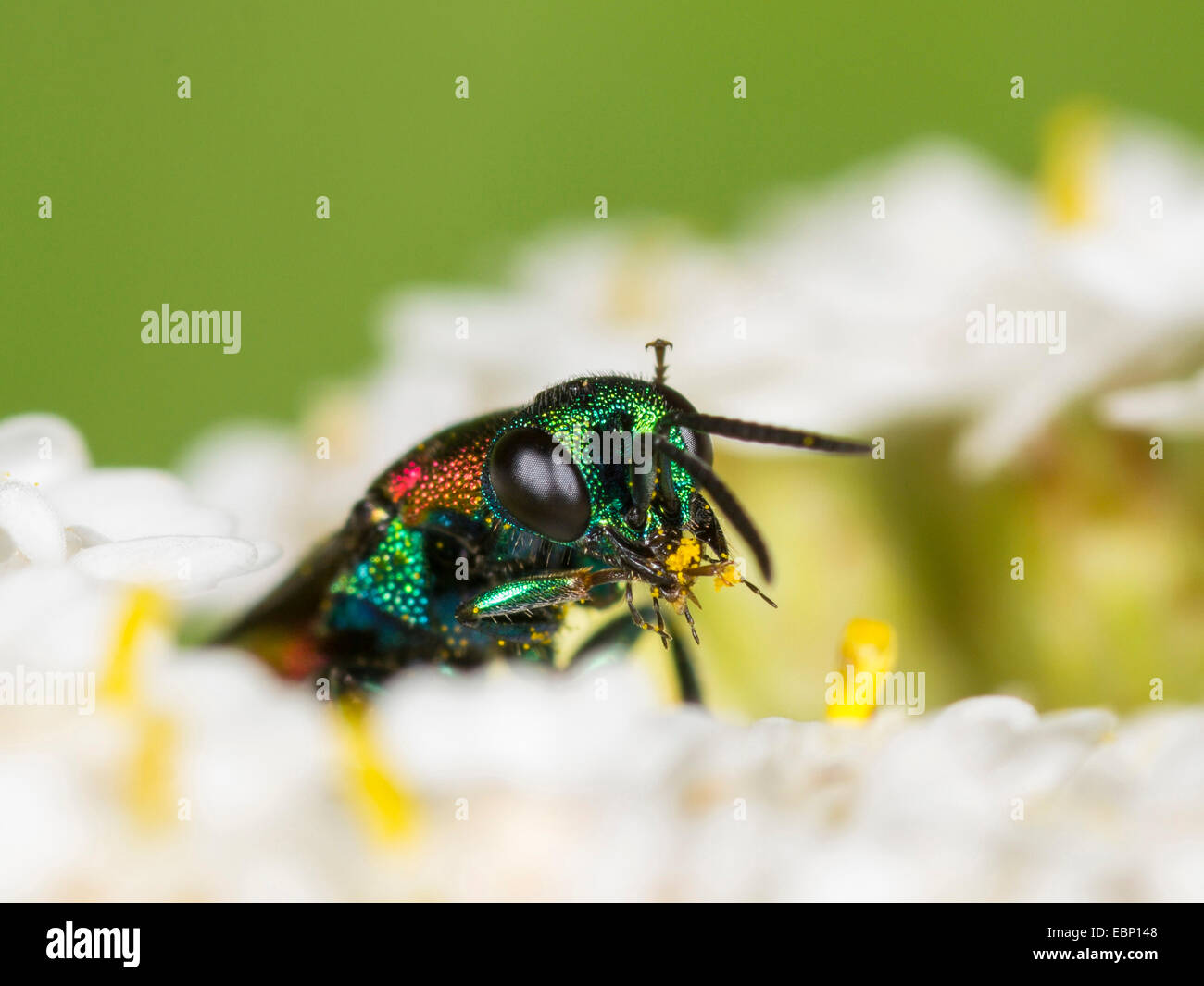 Guêpe coucou niemelaei (Chrysis), femme nettoie elle-même sur l'achillée millefeuille, Allemagne Banque D'Images