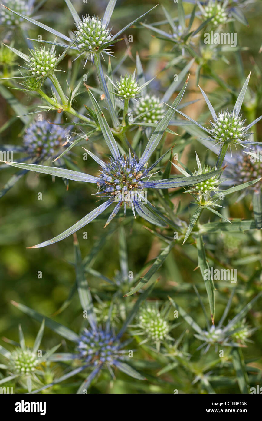 Holly mer améthyste, améthyste, améthyste eryngium eryngium amethystinum eryngo (en fleurs), Banque D'Images